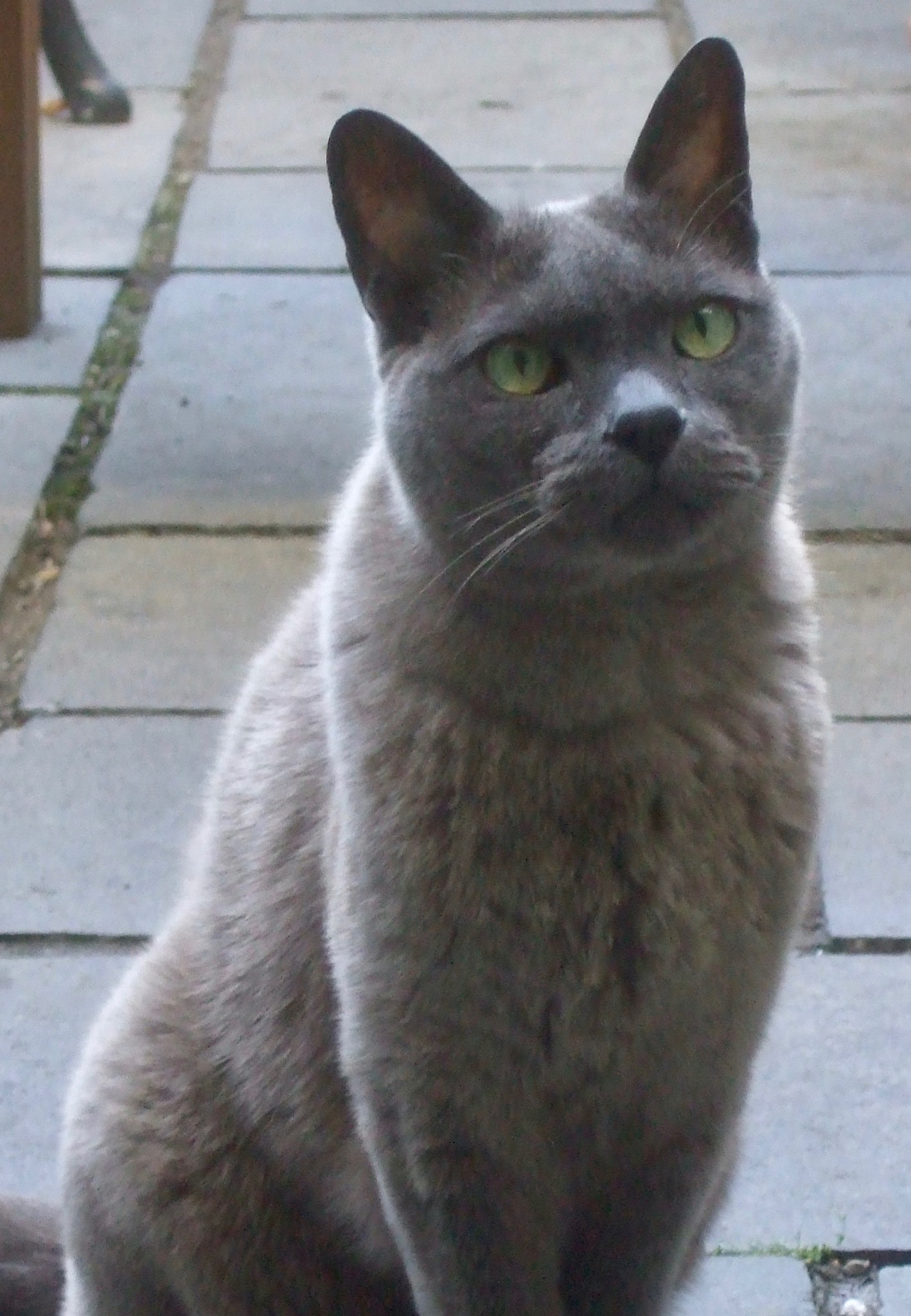 Simon